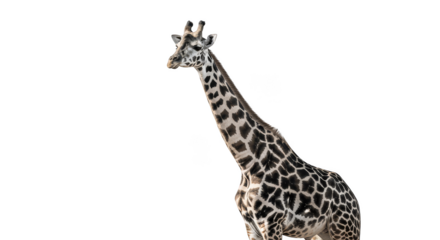 Tall giraffe silhouetted against black backdrop