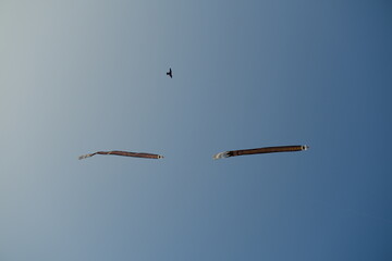 Colorful kites flying in the sunset sky