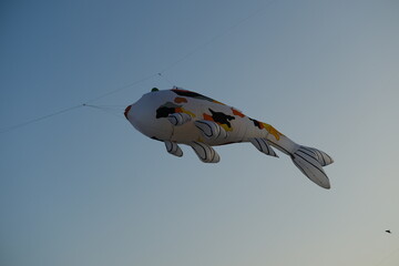 Giant koi fish kite soaring in the sunset sky