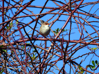 Obraz premium A vibrant close-up captures a beautiful female Australian Fairy Wren perched amidst a captivating tangle of colorful branches, set against a brilliant blue sky.