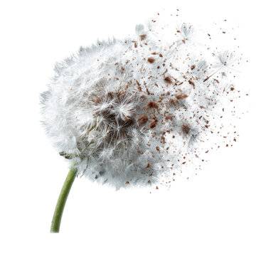 Dandelion seed head exploding