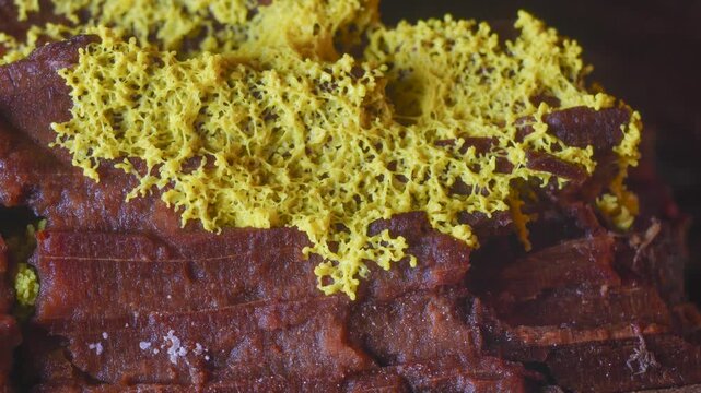 Yellow slime mold plasmodium pulsating motion over rotten wood