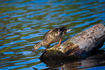 A mallard duck, with its brown and speckled feathers, gracefully balances on a mossy log partially submerged in a calm, blue lake