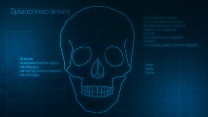Human Skull Diagram with Animated analysis data on digital Blue Screen - Powered by Adobe