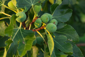 Close-up image of unripe green figs growing on a fig tree (Ficus carica) branch with large lobed...