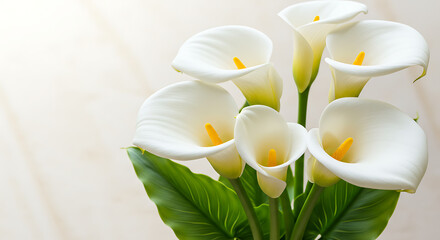 A beautiful bouquet of pristine white Calla Lilies, symbolizing purity and sophistication.

