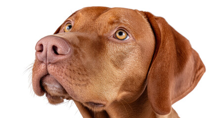 Brown dog isolated on transparent background with detailed fur and expressive eyes