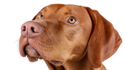 Brown dog isolated on transparent background with detailed fur and expressive eyes