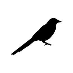 Magpie silhouette vector flat illustration design.