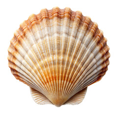 A single scallop seashell isolated on a transparent background