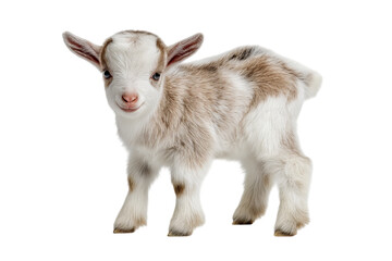 Obraz premium A full-body shot of a happy, cute goat. Realistic photography, white isolated on a transparent background in PNG format