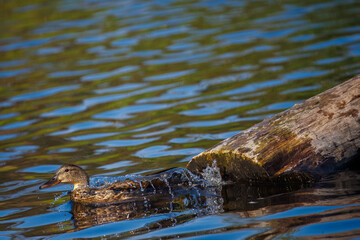 A vibrant, high-resolution shot captures a duck swimming past a log in a shimmering blue and green lake, with water splashing around it.