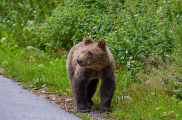 Fototapeta premium A young brown bear standing by the side of the road