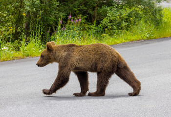 Fototapeta premium A brown bear walking on the road