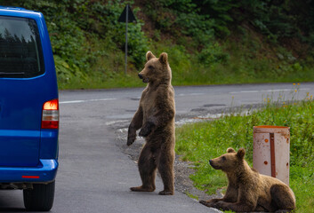 Brown bears standing on the side of the Transfagarasan road - Romania