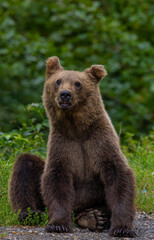 Obraz premium Close-up of a brown bear (Ursus arctos) sitting on its bottom