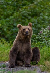 Obraz premium A bear standing on the bottom