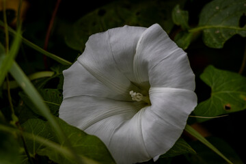 Wei&szlig;e Bl&uuml;te 