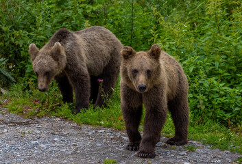 Two bears standing on the side of the road. Bears begging for food