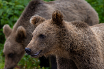 Obraz premium Portrait of a brown bear (Ursus actros)