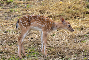 Close-up of a European Fallow Deer cub (Dama dama) in the natural environment