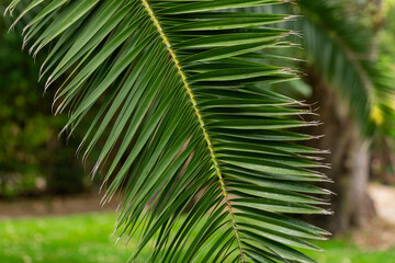 Fototapeta premium Close-up of a vibrant green palm leaf with detailed texture and sharp lines, captured in natural daylight. Perfect tropical nature background or botanical pattern for summer, relaxation, or vacation 