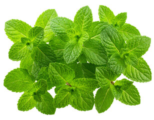Fresh Mint Leaves Isolated on White Background
