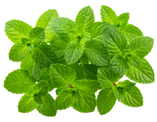 Fresh Mint Leaves Isolated on White Background