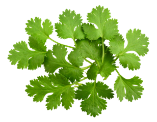 Fresh Sawtooth Coriander Leaves Isolated on White Background