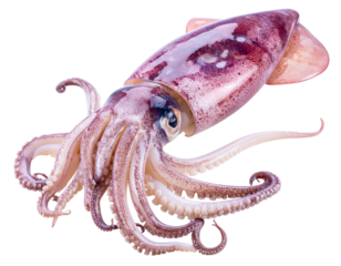 Isolated Squid on White Background