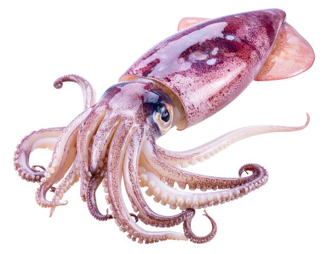 Isolated Squid on White Background