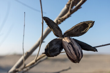 pecan fruit nuts