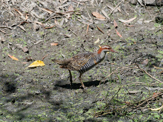 Buff-banded Rail (Hypotaenidia philippensis) walking in a muddy creek bed