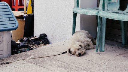 여름 폭염속 낮잠자는 시골 읍내 강아지
