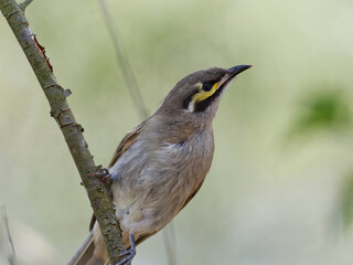 Yellow-faced Honeyeater (Caligavis chrysops) close up perched on a branch with green bokeh background