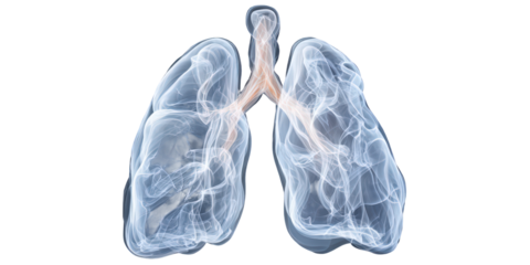 3D Render of Human Lungs Anatomy: Medical Illustration of Respiratory System on Isolated Transparent Background