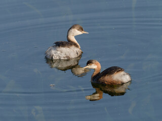 A pair of non-breeding hoary-headed grebe (Poliocephalus poliocephalus) swimming in shallow water.
