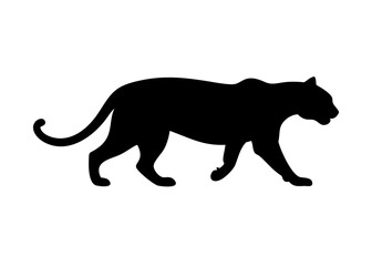 Obraz premium Black Panther Silhouette Prowling