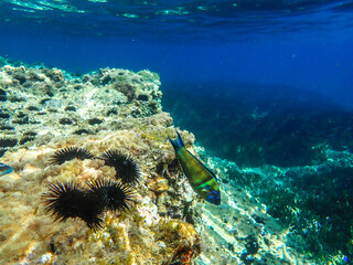 Dark blue ocean surface seen from underwater. Abstract waves underwater and rays of sunlight shining through, Sun light rays undersea deep, Underwater background with sea bottom, Mediterranean sea.