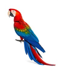 Obraz premium Colorful scarlet macaw perched, profile view against white background.