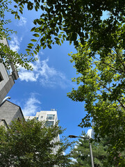 푸른 잎이 무성한 나무와 하늘