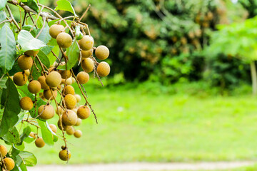 Longan orchards - Tropical fruits young longan in Thailand. economic fruit export concept.