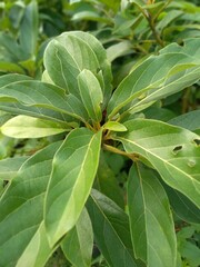 Avocado plant seeds in polybags, this plant is also known as alligator pear or avocado pear (Persea americana), is an evergreen tree from the laurel family (Lauraceae) and from the persea genus