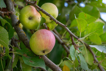 Apple on a branch