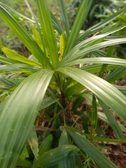 Rhapis excelsa is a type of ornamental plant belonging to the Arecaceae family of the genus Rhapis.  This plant is also called finger palm, lady palm
