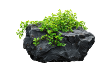 Dark gray rock, overgrown with vibrant green foliage