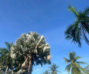 palm trees against blue sky