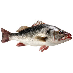Obraz premium Close up studio shot of a single fresh sea bass fish with scales and fins on a black background on transparent background