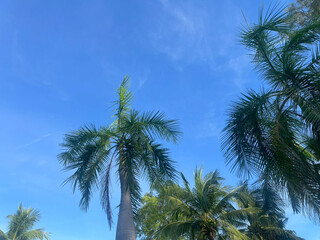 Obraz premium palm trees against blue sky
