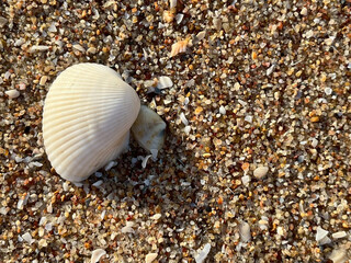 shell on the beach